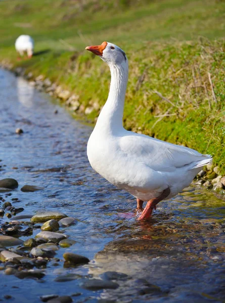 Witte Binnenlandse Gans Wandelen Ondiep Water — Stockfoto