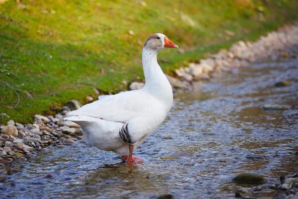 White Domestic Goose Walking Shallow Water — Stock Photo, Image