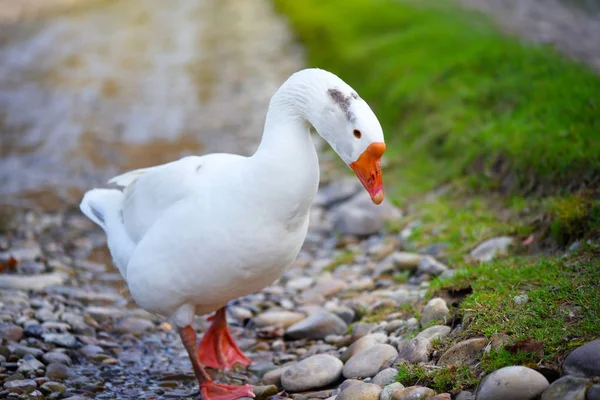 Witte Binnenlandse Gans Buurt Van Stream — Stockfoto