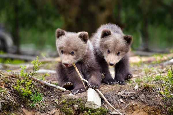 Deux Petits Ours Bruns Dans Forêt Été — Photo