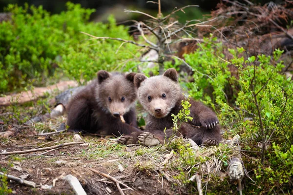 Deux Petits Ours Bruns Dans Forêt Été — Photo