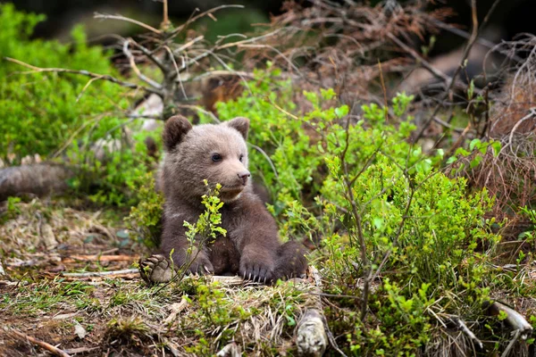 Милый Маленький Бурый Медвежонок Краю Леса — стоковое фото