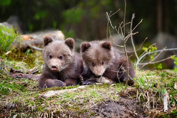 Deux Petits Ours Bruns Dans Forêt Été — Photo