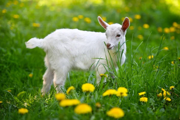 Weiße Ziege Steht Auf Grünem Gras Mit Gelben Löwenzahn Einem — Stockfoto