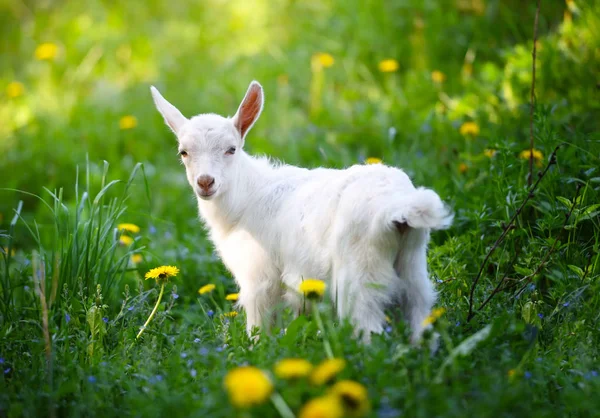 Weiße Ziege Steht Auf Grünem Gras Mit Gelben Löwenzahn Einem — Stockfoto