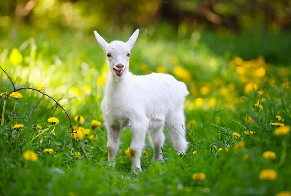 Witte Kleine Geit Staande Groen Gras Met Gele Paardenbloemen Een — Stockfoto