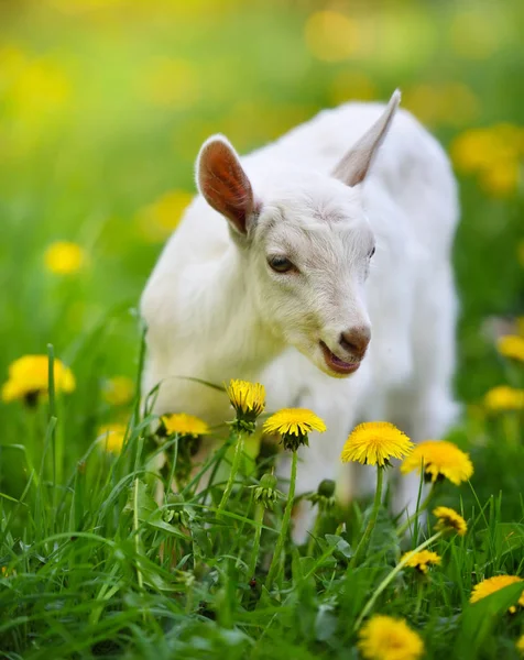 White Little Goat Standing Green Grass Yellow Dandelions Sunny Day — Stock Photo, Image