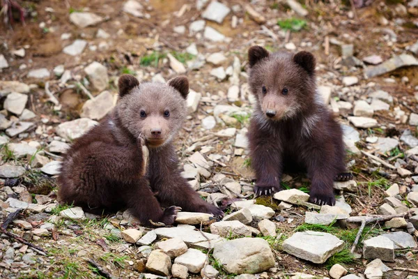 Два Маленьких Медвежонка Краю Леса — стоковое фото