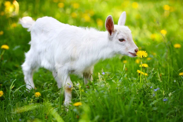 Biały Mały Kozi Stojący Zielonej Trawie Żółty Mniszek Słoneczny Dzień — Zdjęcie stockowe