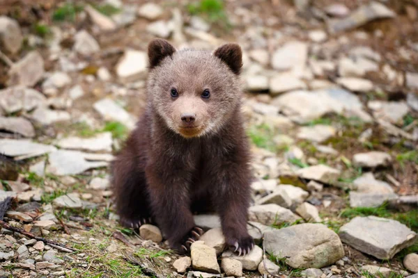 Roztomilé Malé Medvídě Hnědé Kraji Lesa — Stock fotografie
