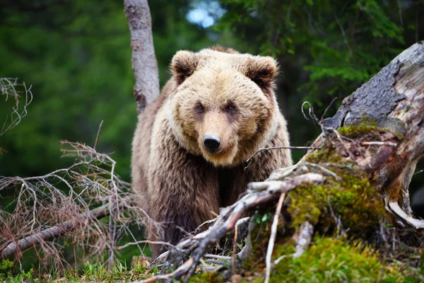 European Brown Bear Forest Landscape Summer Big Brown Bear Forest — Stock Photo, Image