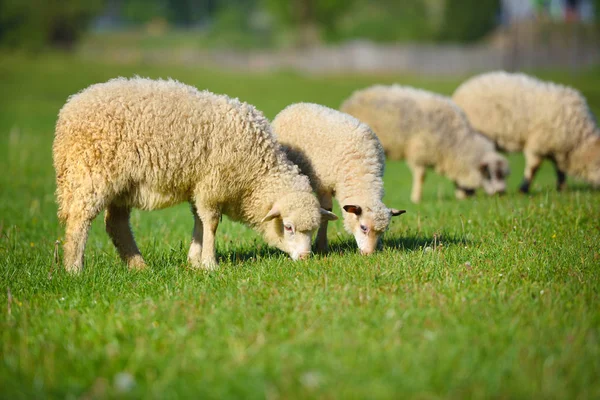 Moutons Dans Une Prairie Sur Herbe Verte — Photo