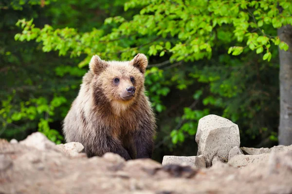 Roztomilé Malé Medvídě Hnědé Kraji Lesa — Stock fotografie