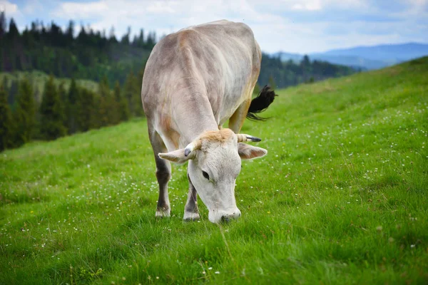 Krowy Pasące Się Pastwiskach Górskich Letni Dzień — Zdjęcie stockowe
