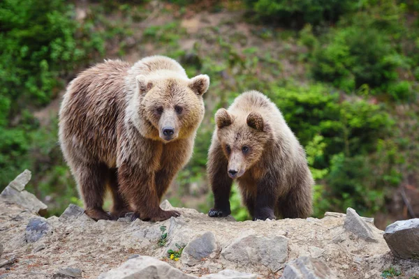 Deux Jeunes Ours Bruns Dans Forêt Été — Photo