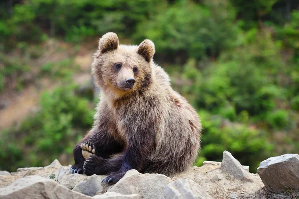 Söt Liten Brunbjörn Unge Kanten Skogen — Stockfoto