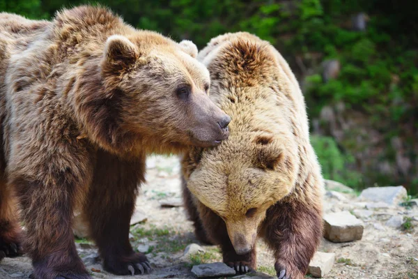 Deux Jeunes Ours Bruns Dans Forêt Été — Photo