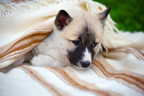 毛布の上かわいい シベリアン ライカの肖像画 — ストック写真