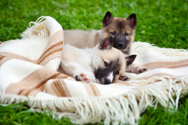 毛布の上に つのかわいい シベリアン ライカ子犬 — ストック写真