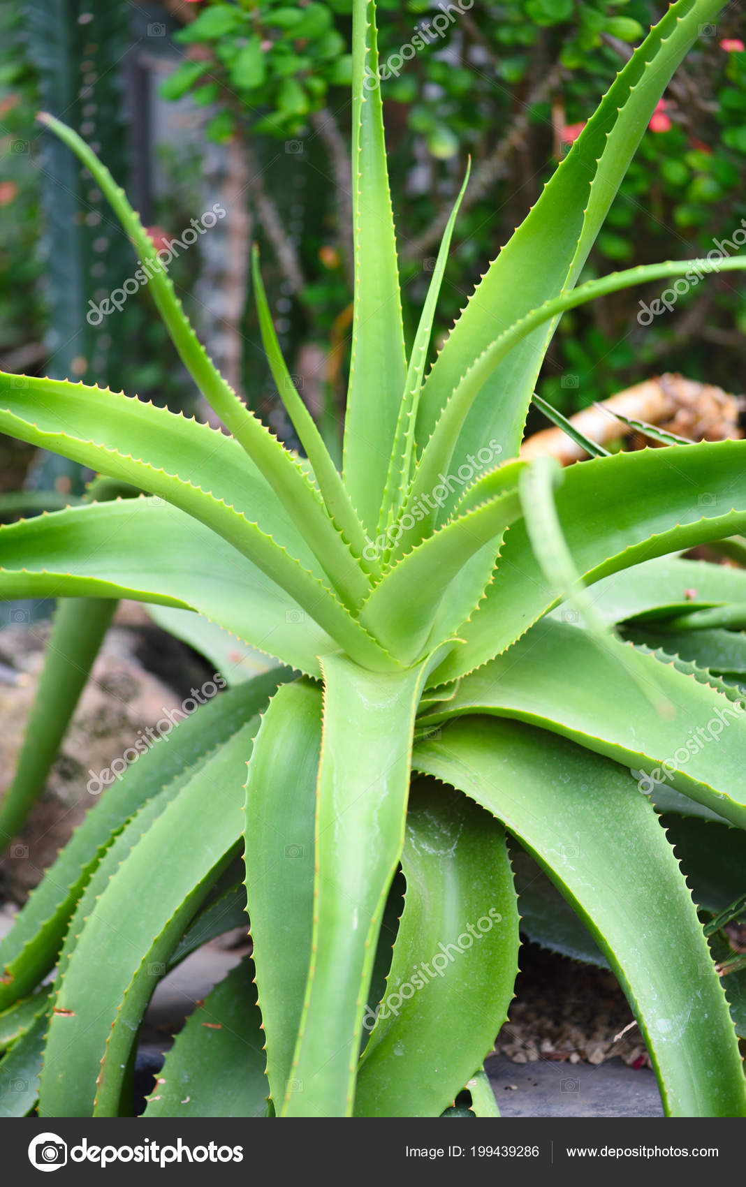 Leaves Medicinal Aloe Vera Plant Aloe Vera Stock Photo