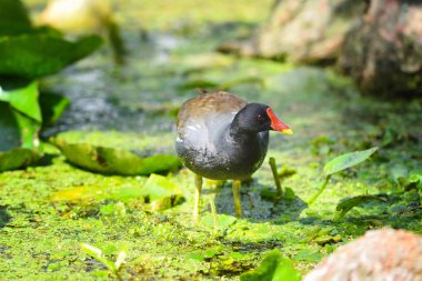 Ortak moorhen (Gallinula chloropus) güneşli bir günde bir gölde Yüzme