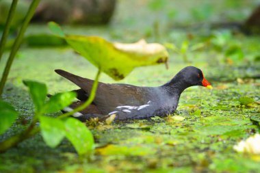 Ortak moorhen (Gallinula chloropus) güneşli bir günde bir gölde Yüzme