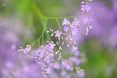 Çiçek Limonium platyphyllum. Nazik çiçek arka plan