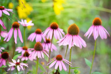 Ekinezya çiçekler (Echinacea purpurea) yeşil bir arka plana dayanır