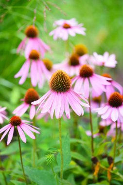 Ekinezya çiçekler (Echinacea purpurea) yeşil bir arka plana dayanır