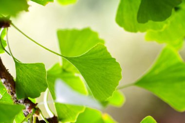 Ginkgo Biloba bir bahçe içinde yakın çekim yeşil yaprakları