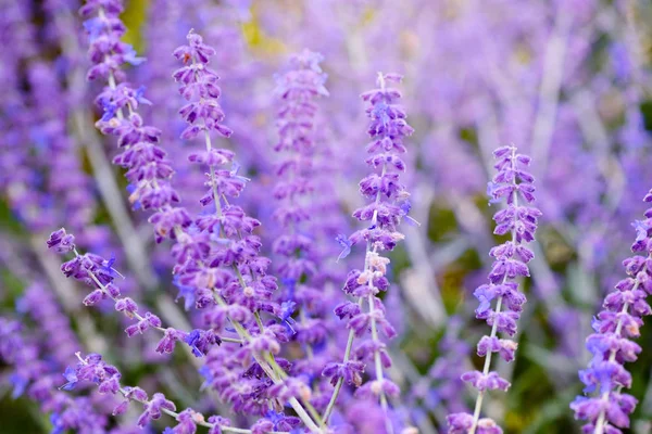Fiori Salvia Blu Che Sbocciano Giardino — Foto Stock