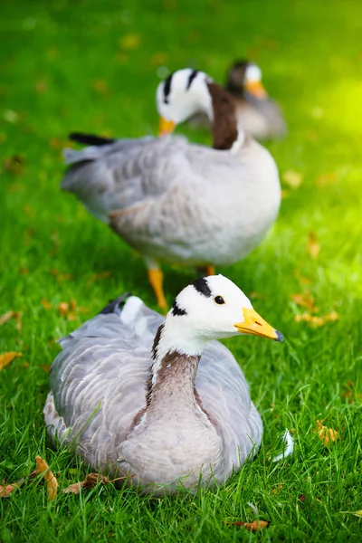 Barschkopf Gans Anser Indicus Auf Einer Wiese — Stockfoto