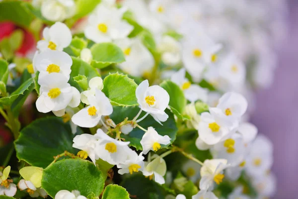 Flor Branca Begonia Florescendo Jardim — Fotografia de Stock