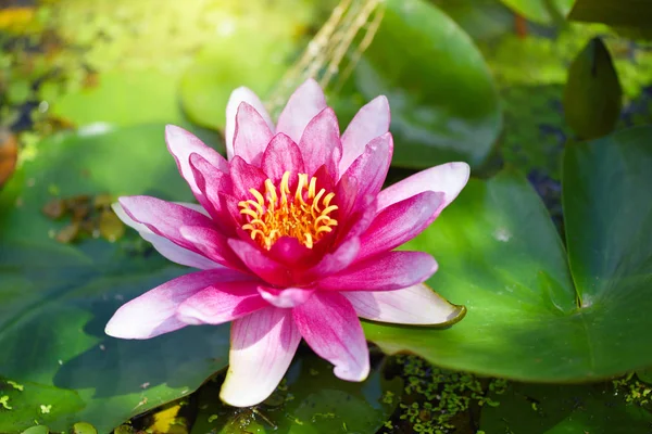 Red water lily (Nymphaea alba f. rosea) in a lake. The flower is a red variety of the white water lily (Nymphaea alba).