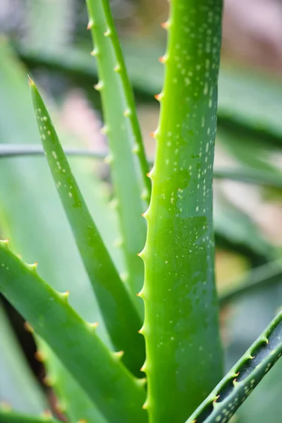 Aloe Vera Bahçesinde Close — Stok fotoğraf
