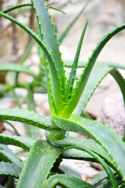 Aloe Vera Şifalı Aloe Vera Bitkisinin Yaprakları — Stok fotoğraf