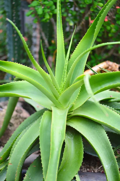 Aloe Vera Şifalı Aloe Vera Bitkisinin Yaprakları — Stok fotoğraf