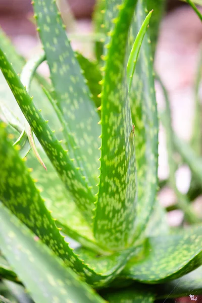 Yeşil Taze Aloe Vera Bitki Yakın Bırakır — Stok fotoğraf