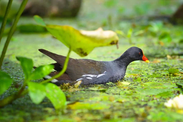 Zelenonohá Gallinula Chloropus Plavání Jezeře Slunečného Dne — Stock fotografie