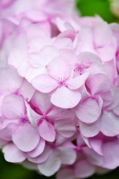 Close Pink Hydrangea Flowers Floral Background — Stock Photo, Image