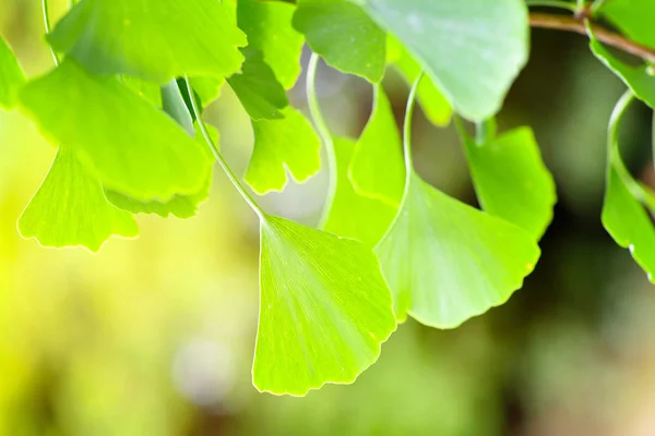 Ginkgo Biloba Bir Bahçe Içinde Yakın Çekim Yeşil Yaprakları — Stok fotoğraf