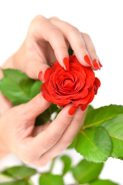 Hands Woman Red Manicure Scarlet Rose White Background — Stock Photo, Image