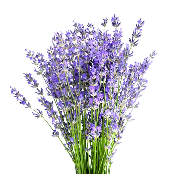 Ein Bund Lavendelblüten Auf Weißem Hintergrund — Stockfoto