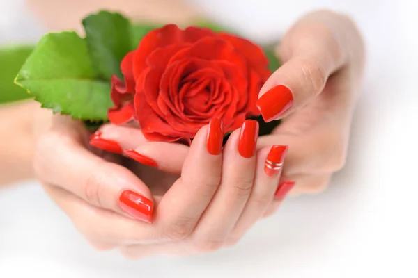 Hands Woman Red Manicure Scarlet Rose White Background Stock Image