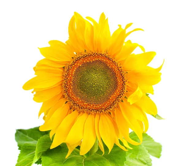 Beyaz arkaplanda izole edilmiş ayçiçeği