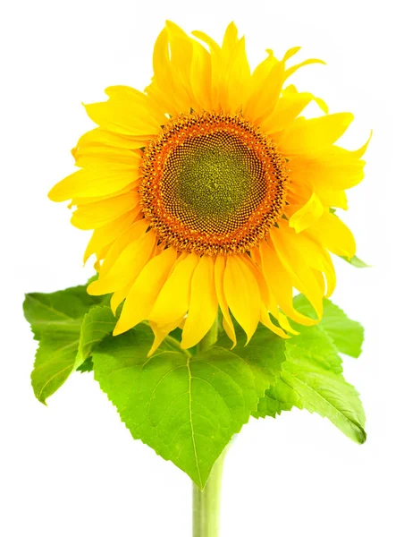 Sonnenblume Isoliert Auf Weißem Hintergrund — Stockfoto