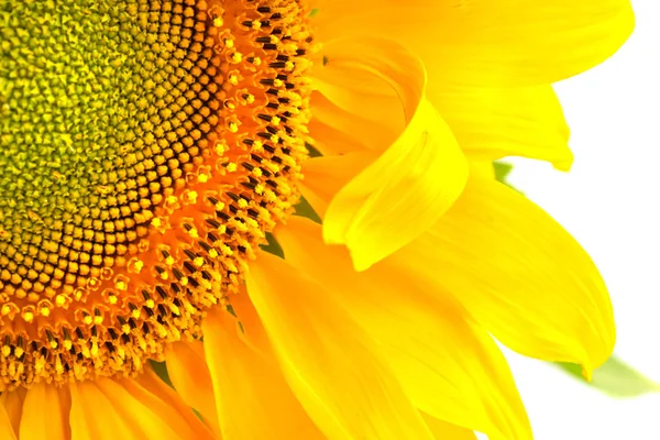 Slunečnice Květina Zavřít — Stock fotografie