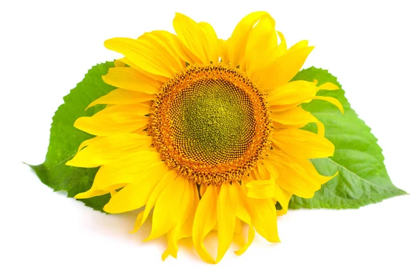 Sonnenblume Isoliert Auf Weißem Hintergrund — Stockfoto