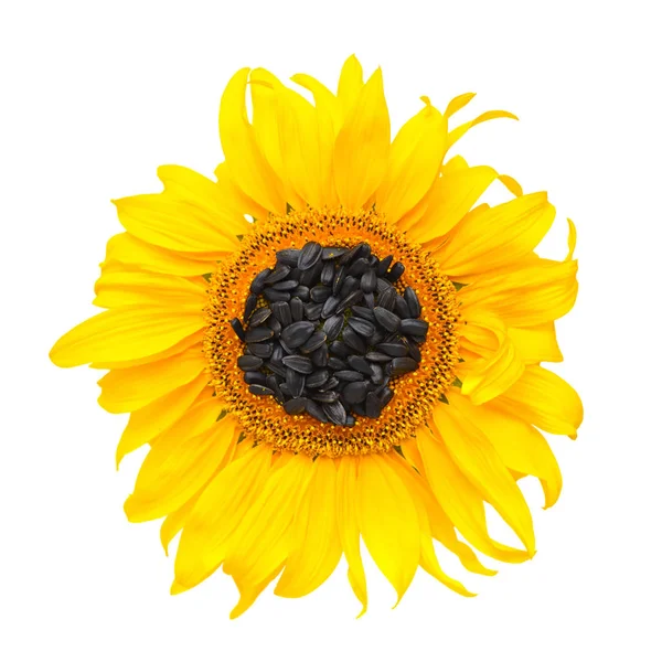 Girasole Giallo Semi Girasole Sfondo Bianco Vista Dall Alto — Foto Stock