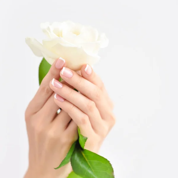 Handen Van Een Vrouw Met Mooie French Manicure Witte Roos — Stockfoto